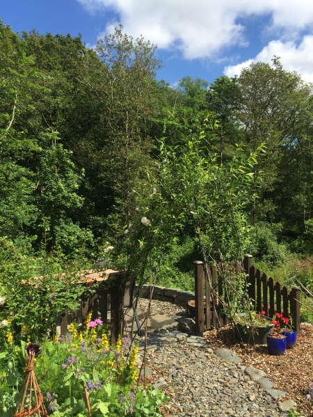 West Wales Willows